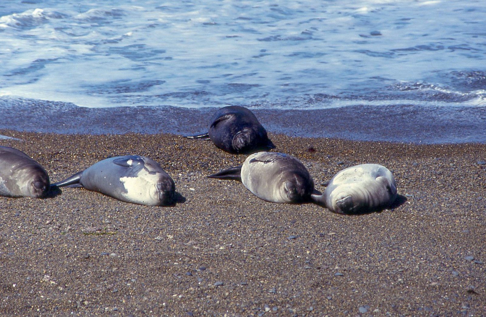 Valdés Peninsula 11